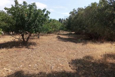 Agricultural Land Sale - Kropia, East Attica