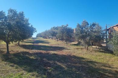Agricultural Land Sale - Kropia, East Attica
